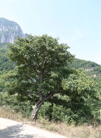 山楂树