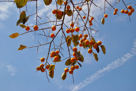 红红火火的柿子