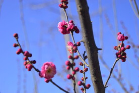 春暖红梅花开 
