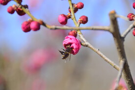 春暖红梅花开 