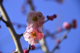 春暖红梅花开 