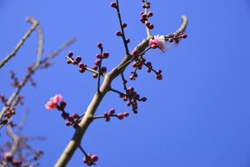 春暖红梅花开 