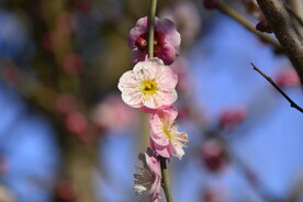 春暖红梅花开 
