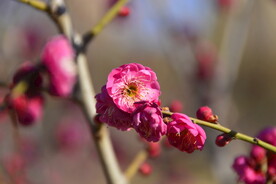 春暖红梅花开 