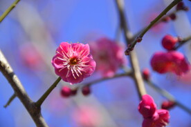 春暖红梅花开 