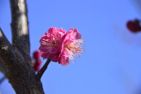 春暖红梅花开
