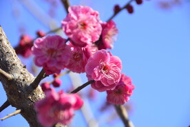 春暖红梅花开 
