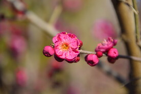 春暖红梅花开