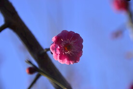 春暖红梅花开
