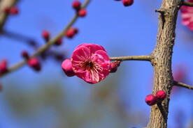 春暖红梅花开 