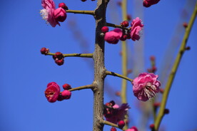 春暖红梅花开 