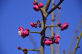 春暖红梅花开 