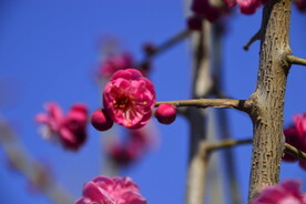 春暖红梅花开