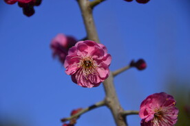 春暖红梅花开 
