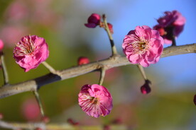 春暖红梅花开 