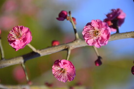 春暖红梅花开 