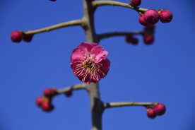 春暖红梅花开
