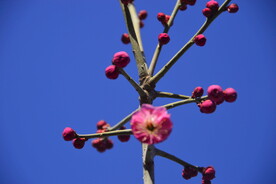 春暖红梅花开