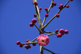 春暖红梅花开