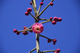 春暖红梅花开 