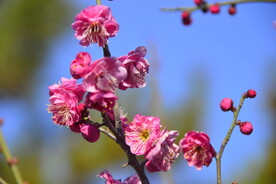 春暖红梅花开 