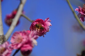 春暖红梅花开 