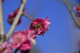 春暖红梅花开 