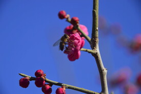 春暖红梅花开 