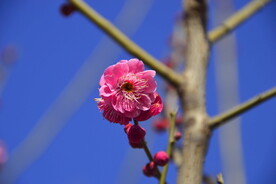 春暖红梅花开