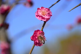 春暖红梅花开
