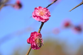 春暖红梅花开