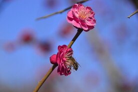 春暖红梅花开