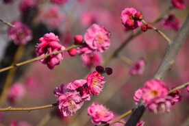 春暖红梅花开