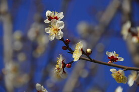 春暖梅花开