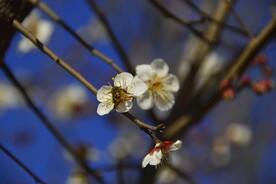 春暖红梅花开