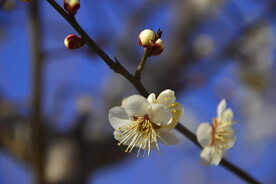 春暖梅花开