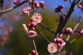 春暖红梅花开