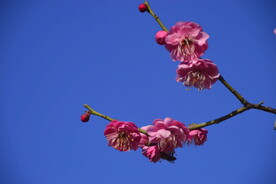 春暖红梅花开