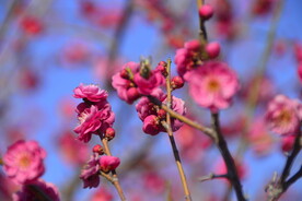 春暖红梅花开