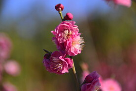 春暖红梅花开