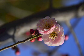 春暖红梅花开