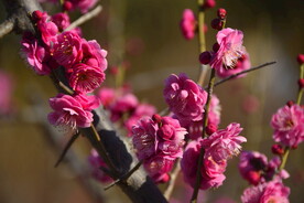 春暖红梅花开