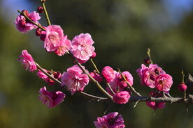 春暖红梅花开