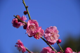 春暖红梅花开