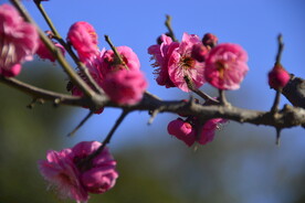 春暖红梅花开