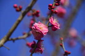 春暖红梅花开