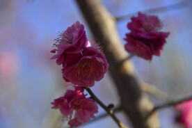 春暖红梅花开