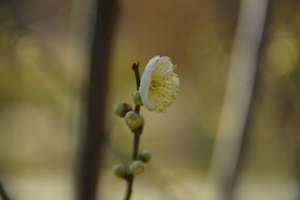 红梅花开