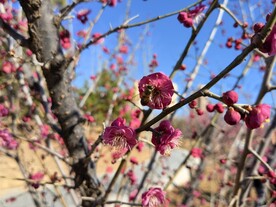 春暖红梅花开