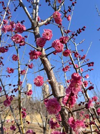 春暖红梅花开 